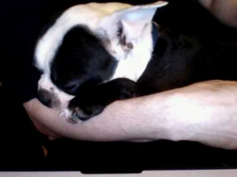 Breast-feeding dog - PART 2