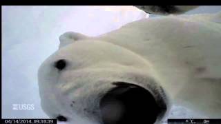 Polar Bear video from the Polar Bear point of view