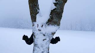 WINTER FOREST - ЗИМНИЙ ЛЕС ...🏔️⛄🌡️🏔️...