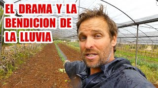 ⚠️⚠️⚠️La LLUVIA No me deja AVANZAR con los CULTIVOS // BENDITA LLUVIA ⛈️⛈️⛈️ VIDEO COMPLETO⚠️⚠️⚠️