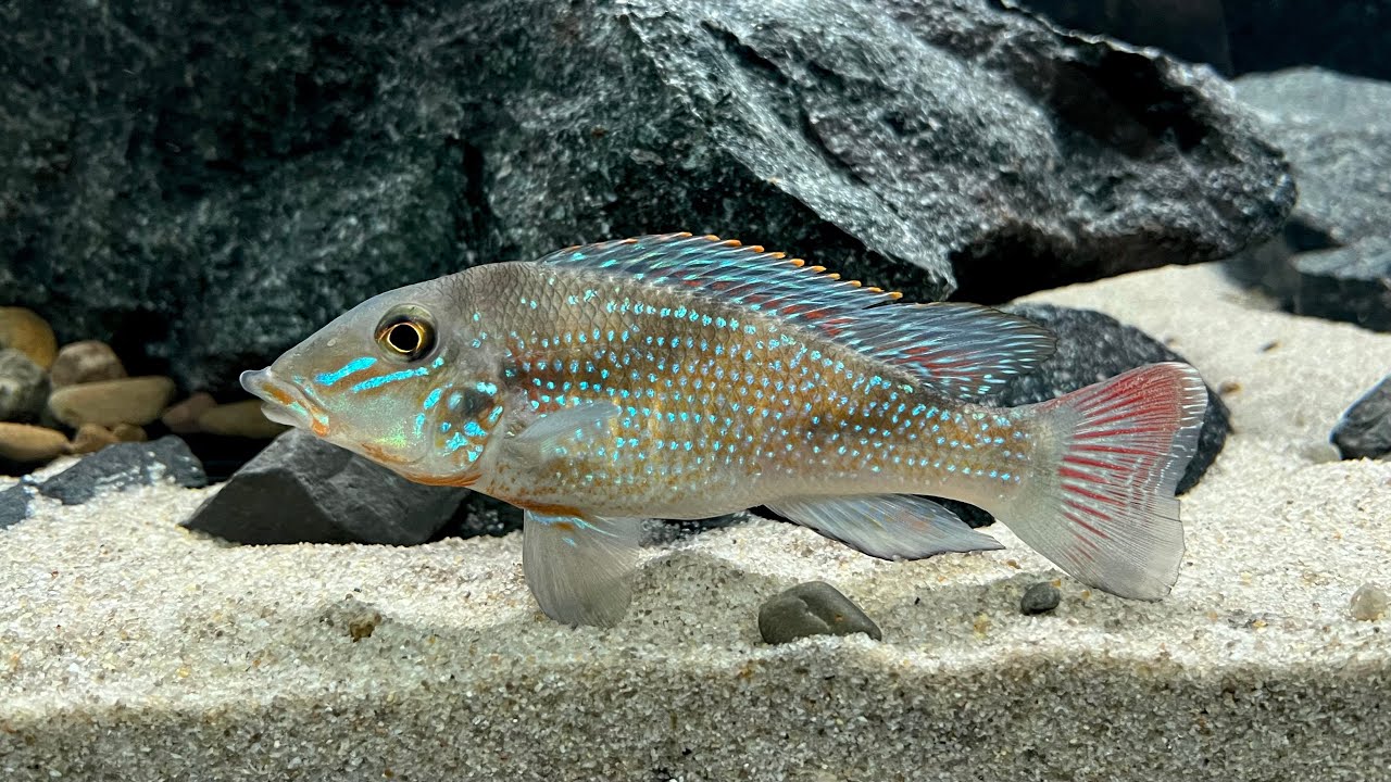 530G high flow aquarium