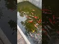 Yokk bolo kita ruedykann ikan kohaku,sanke,shiro dll diukuran (25-30cm) #ikankoiberkualitas #ikankoi