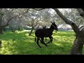 donkeys running in the field
