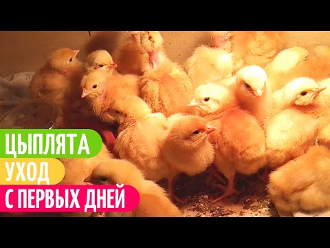 Как УСПЕШНО Выращивать СУТОЧНЫХ Цыплят. Птица моего двора. Мой опыт.