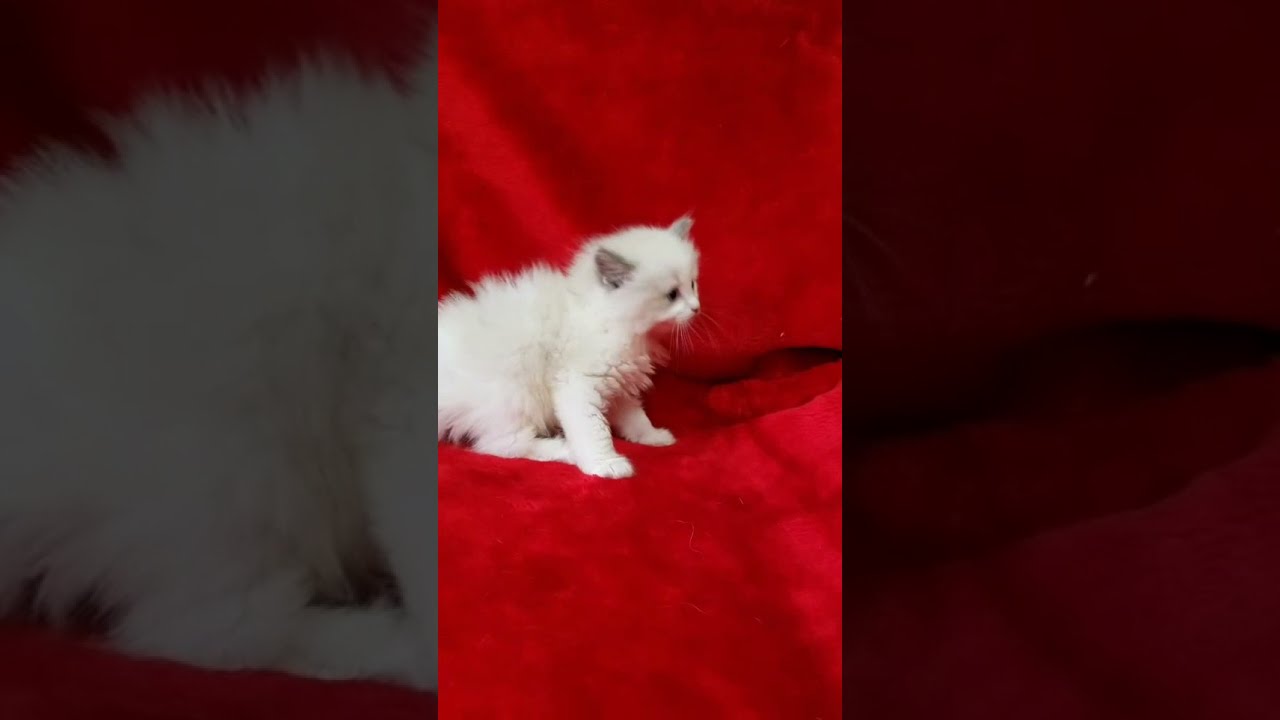 北海道のミックス 女の子 21 05 06生まれ ラグドールカラー 子猫id 子猫ブリーダーナビ 北海道のミックス 女の子 21 05 06生まれ ラグドールカラー 子猫id 子猫ブリーダーナビ