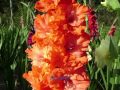 ГЛАДИОЛУСЫ (МОИ ГИБРИДЫ цветение 2016) gladiolus