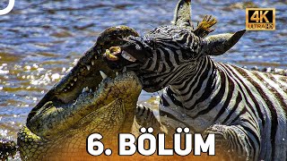 Vahşi̇ Serüven 6 Bölüm 4K Hayvan Belgeseli̇