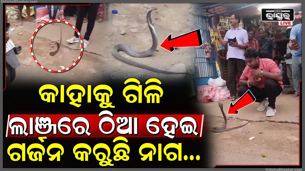 ତେଜରାତି ଦୋକାନରୁ ବାହାରିଲା ବିରାଟକାୟ ନାଗ , ଲାଞ୍ଜରେ ଠିଆ ହେଇ ଗୋଡ଼େଇଲା ଲୋକଙ୍କୁ
