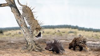 How Long Do Leopard Live With 700 Porcupine Feathers On Body? Leopard Vs Porcupine by Wild Animals 18,746 views 1 year ago 12 minutes, 32 seconds