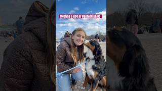 Love Bernese Mountain Dogs