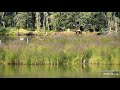 8/3/2021 2:00 PM AKDT Bear playing on a branch over the water explore.org