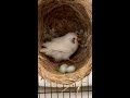 White zebra finch lay her 3rd. egg