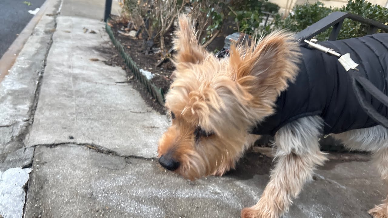 Walking Clipper - YouTube