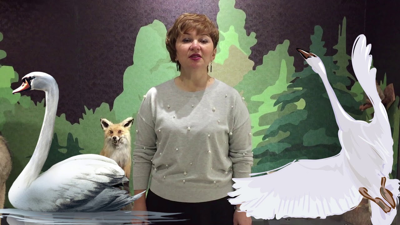 "Ребятам о зверятах" - малый лебедь.