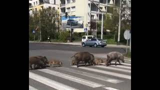 WILD BOAR FAMILY CROSSES ROAD #wildboar #family  #street by Relax With Snacks 23 views 5 months ago 34 seconds