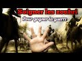 Soigner les zouhri pour gagner la guerre