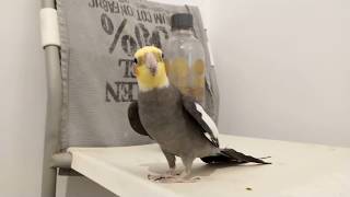 Phoebe happy Cockatiel singing Game Of Thrones and more