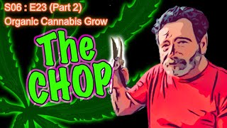 S06 E23 PART 2 | Day  155 of Flower | HARVEST DAY - Dew Point Explainer Video & The CHOP