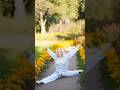 Flexible Girl 😱 Splitting Stretching 😳 #trending #girlpower #supergirl #viralytshorts #fyp