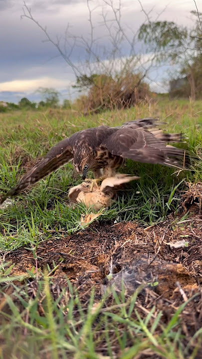 Shikra catches the quail
