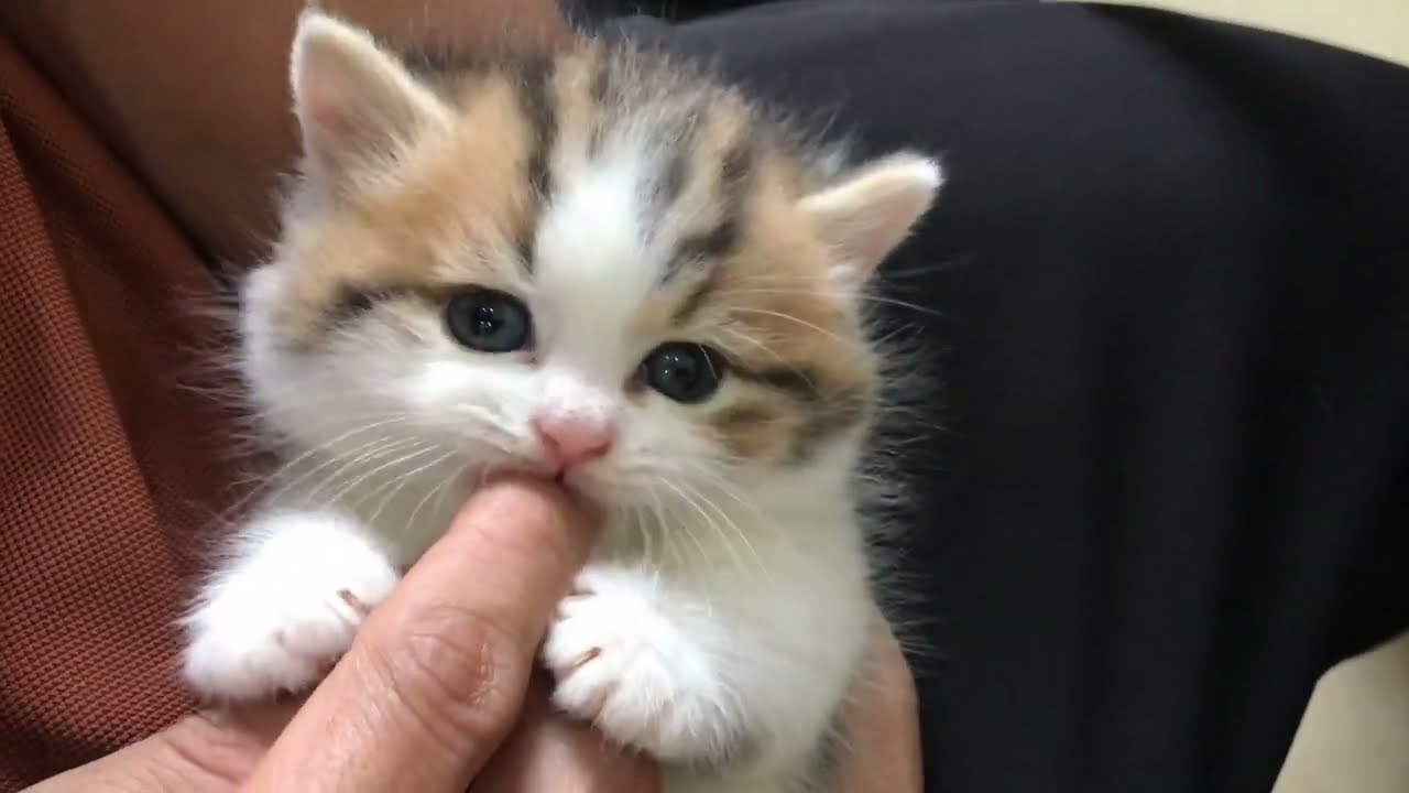 Have you ever seen anything so cute?? : r/cats