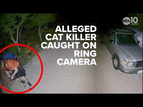 Video | Ring footage shows potential Orangevale cat killing suspect walk off with pet