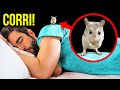 10+ animali dall'aspetto innocente con tratti segretamente selvaggi