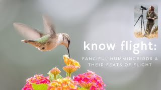 Know Flight Fanciful Hummingbirds And Their Feats Of Flight