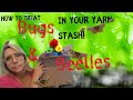 Save Your Yarn From Sneaky Stash-Destroying Pests #carpet beetle #bug infestation