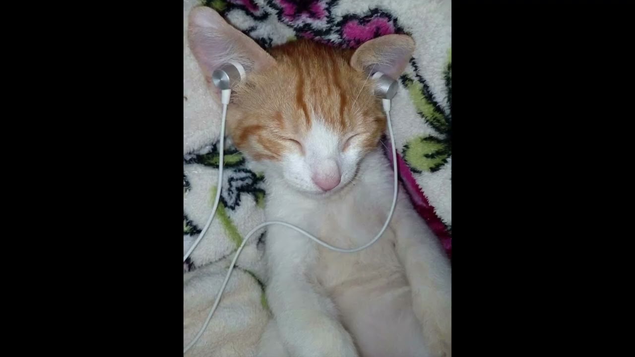 tainy bad bunny nostalgic type beat (@nomiraymember)