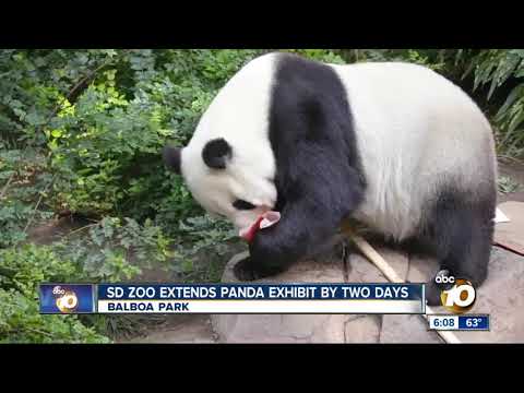 Video: China Kundiges Om Romanse Te Help Vir Taiwan Pandas