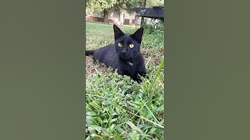 A Distinguished Gentlecat #catnip #cats #tuxedocat #viral