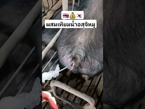 ผสมเทียมน้ำอสุจิ🐷 เกาหลีฉีดยาหมู