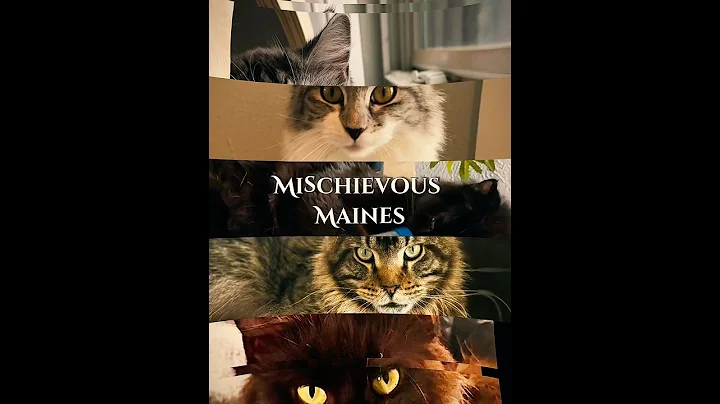 Watch the video about So Many Maine Coons-Wait Until You See Them! #cat #catsanctuary #catworld #catshorts #mainecooncats