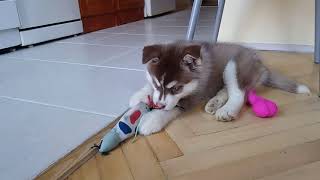 Husky Puppy Mia gnaws a toy bone