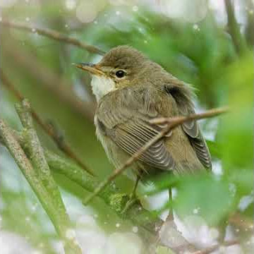 Suara Burung,Bird Song Marsh Warbler (Acrocephalus palustris) Gacor di Alam Liar #Shorts