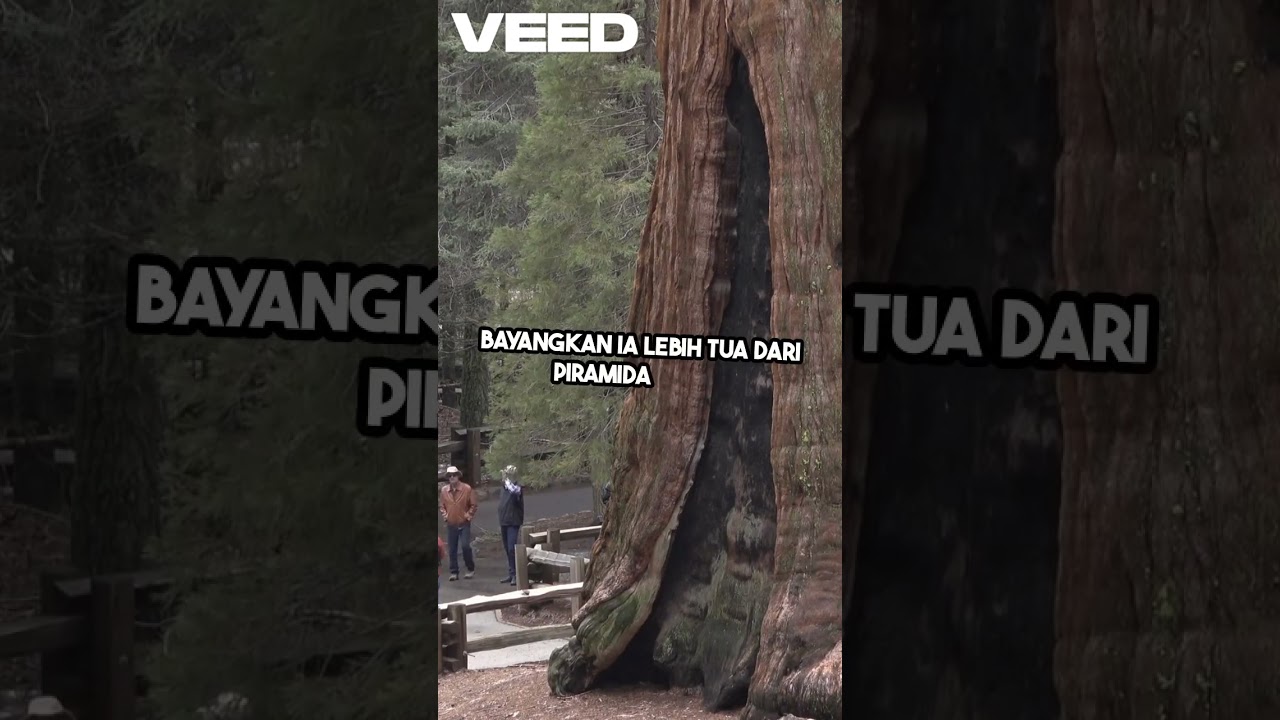 Pohon Tertua di Dunia  Methuselah! 