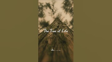 The Tree of Life - 삶의 기원과 사랑을 노래한 시네마틱곡