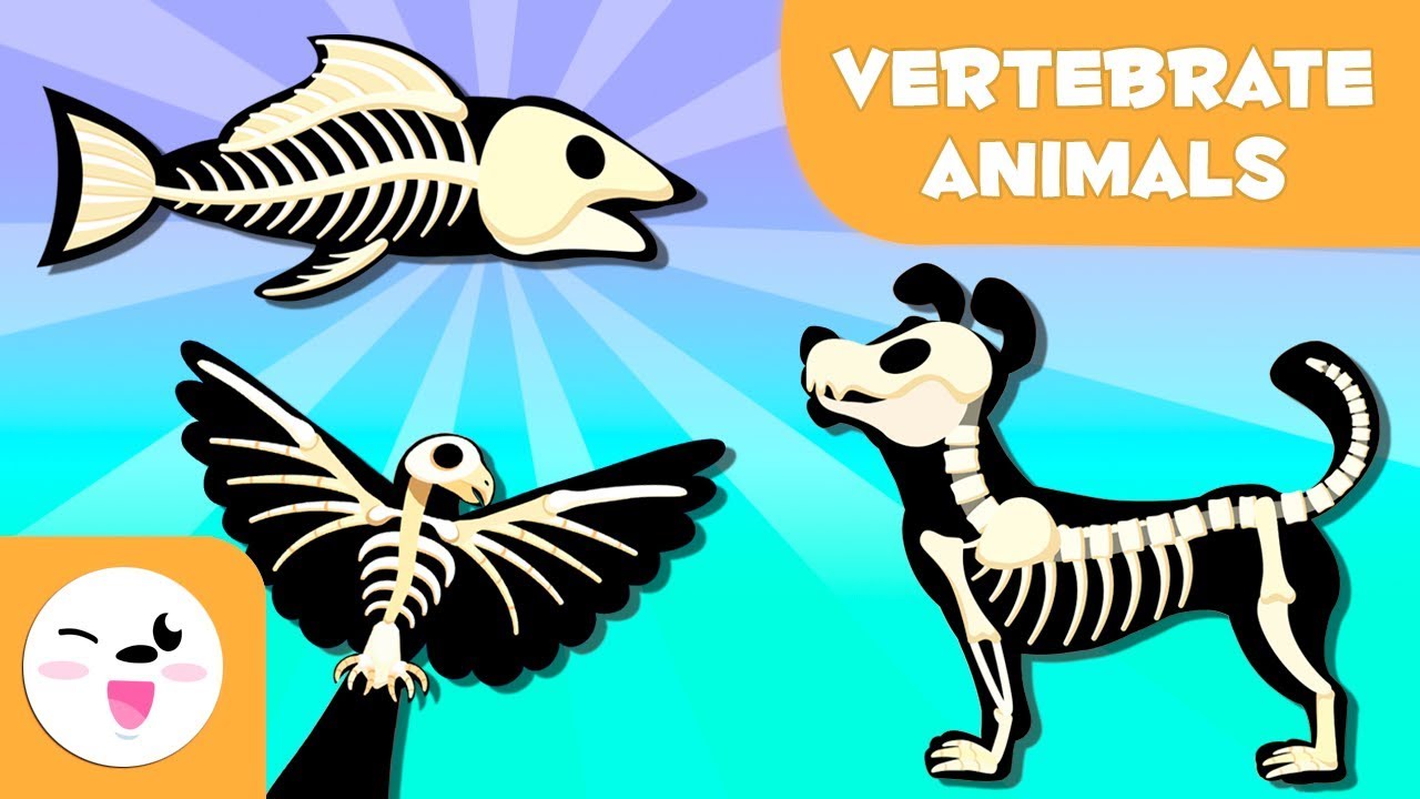 Vertebrate Animals For Kids: Mammals, Fish, Birds, Amphibians And Reptiles