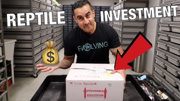 MOST EXPENSIVE SNAKE I HAVE PURCHASED “UNBOXING"