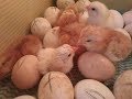 Инкубатор своими руками. Часть 3. Инкубация куриных яиц от яйца до птенца. Видео отчет.
