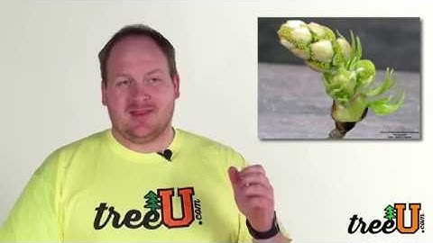 When To Apply Tree Tech Snipper