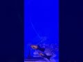 MOLLY FISH