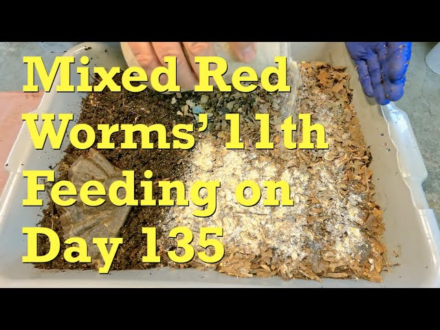 mixing worm types? i've got 120 big red worms in my bin and just