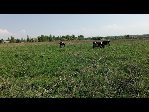 Как удобнее всего пасти коров. Мой личный опыт.