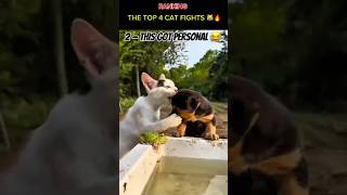 Top 4 Craziest Cat Fights 😹🔥 | Wait for #1!