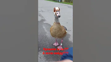 Крошки есть? А если найду? Египетский гусь ест из рук и не боится.