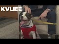 Pet of the Week: Meet Hercules