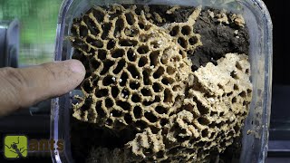 I Helped My Termites Create a FUNGUS Comb (Experiment)