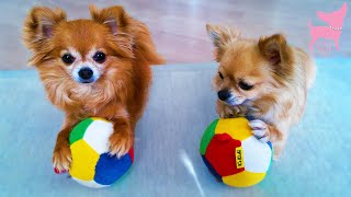 Cute Chihuahua Dog Tricks With Balls and an Umbrella